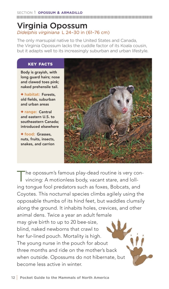 National Geographic Pocket Guide to the Mammals of North America